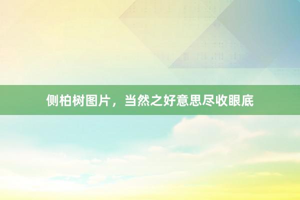 侧柏树图片，当然之好意思尽收眼底